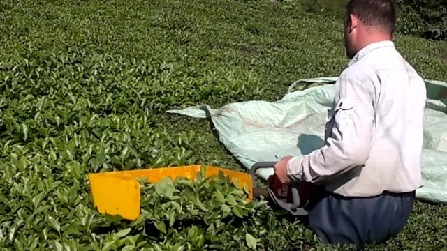 Çay Toplama Makinesi